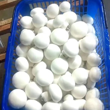 蘑菇双孢菇