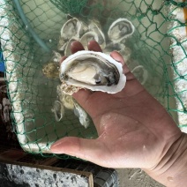 南澳生蚝头批发，产地直销，当天打捞当天发货，肥满鲜度有保证