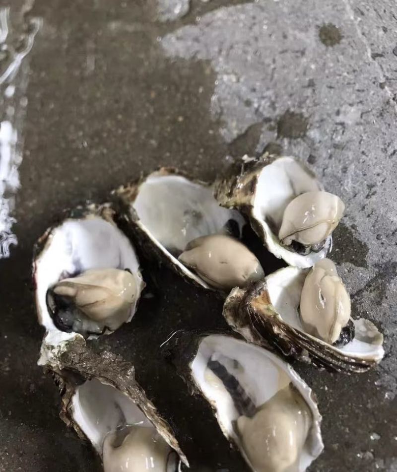 南澳生蚝头批发，产地直销，当天打捞当天发货，肥满鲜度有保证