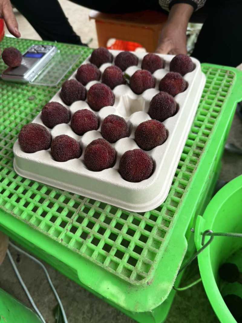 石屏杨梅高山杨梅精品杨梅各种规格