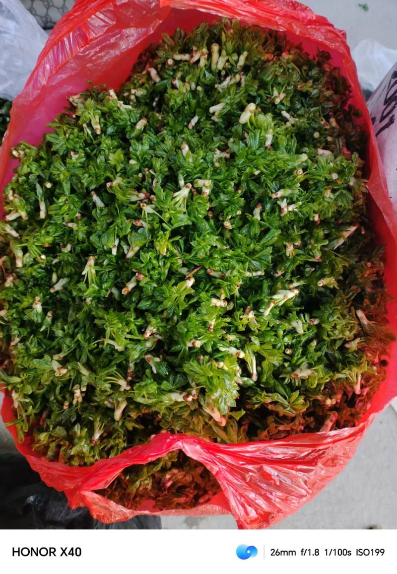 五叶菜
