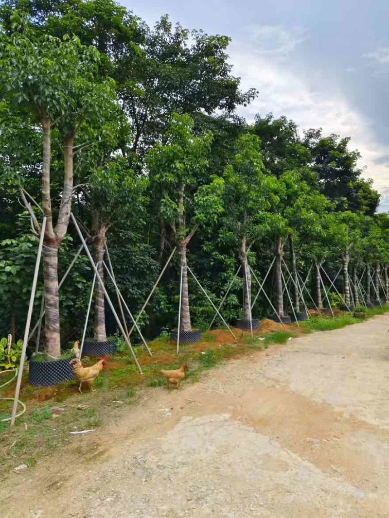 秋枫骨架10-25分，基地直销，价格优惠，大量现货，欢迎订购