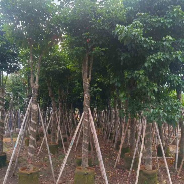 秋枫骨架10-25分，基地直销，价格优惠，大量现货，欢迎订购