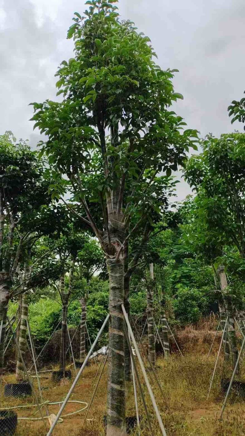 秋枫骨架10-25分，基地直销，价格优惠，大量现货，欢迎订购