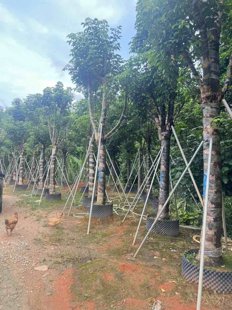 秋枫骨架10-25分，基地直销，价格优惠，大量现货，欢迎订购