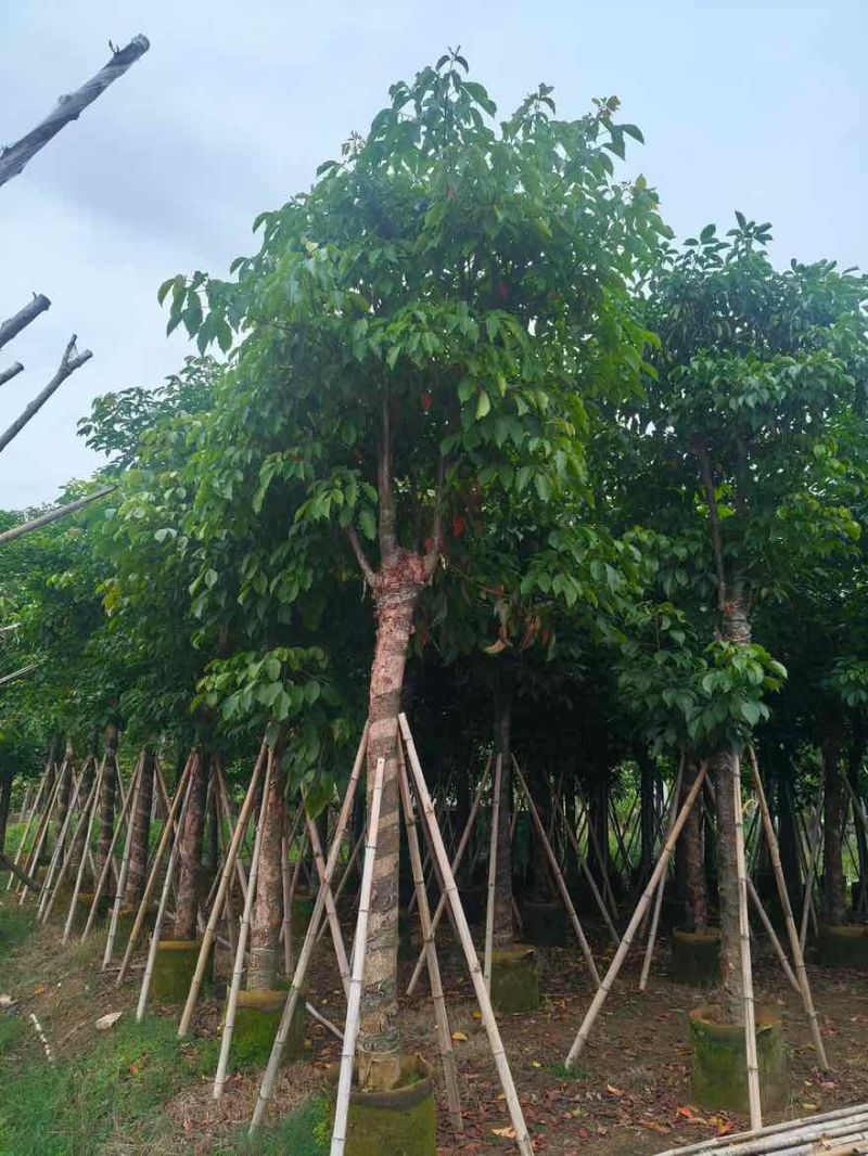 秋枫骨架10-25分，基地直销，价格优惠，大量现货，欢迎订购