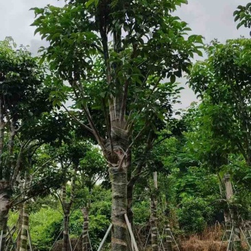 秋枫骨架10-25分，基地直销，大量低价出售