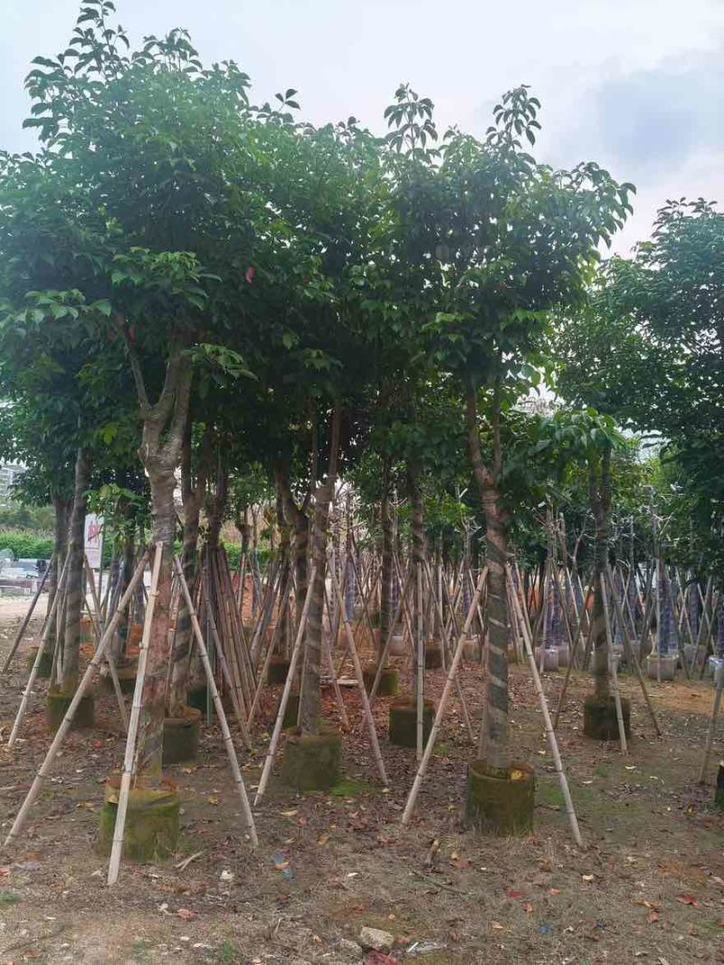 秋枫骨架10-25分，基地直销，大量低价出售