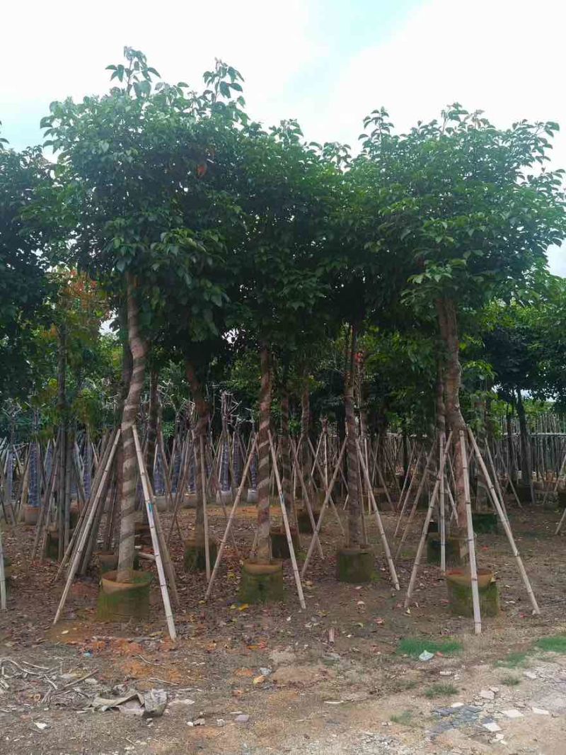 秋枫骨架10-25分，基地直销，大量低价出售