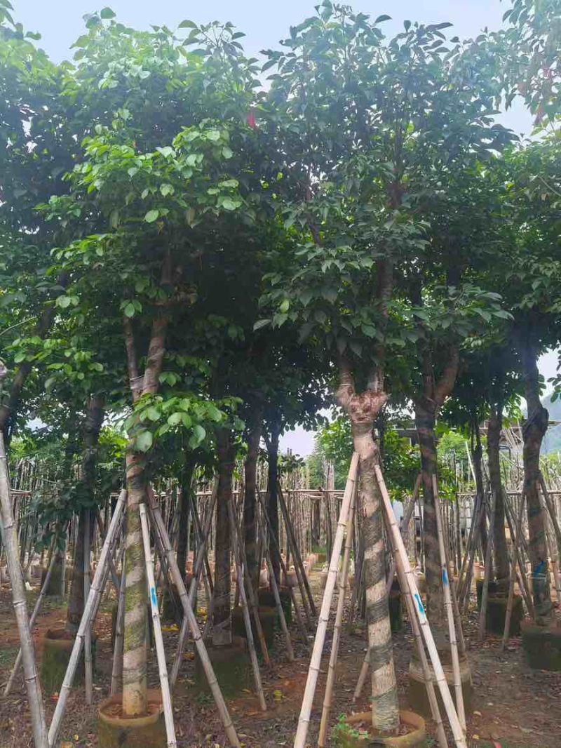 秋枫骨架10-25分，基地直销，大量低价出售