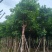 秋枫骨架10-25分，基地直销，大量低价出售