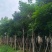 秋枫骨架10-25分，基地直销，大量低价出售