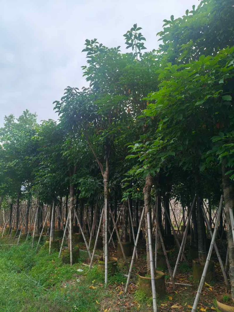 秋枫骨架10-25分，基地直销，大量低价出售