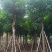 秋枫骨架10-25分，基地直销，大量低价出售