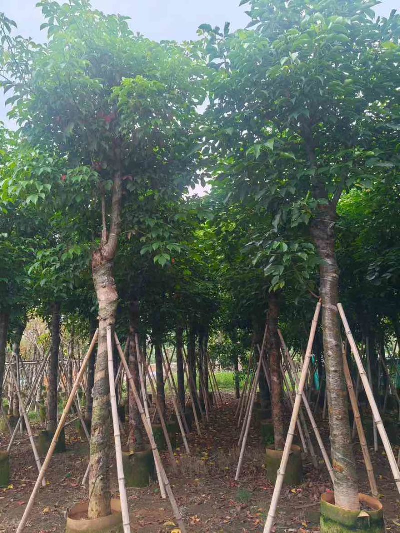 秋枫骨架10-25分，基地直销，大量低价出售