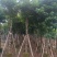 秋枫骨架10-25分，基地直销，大量低价出售
