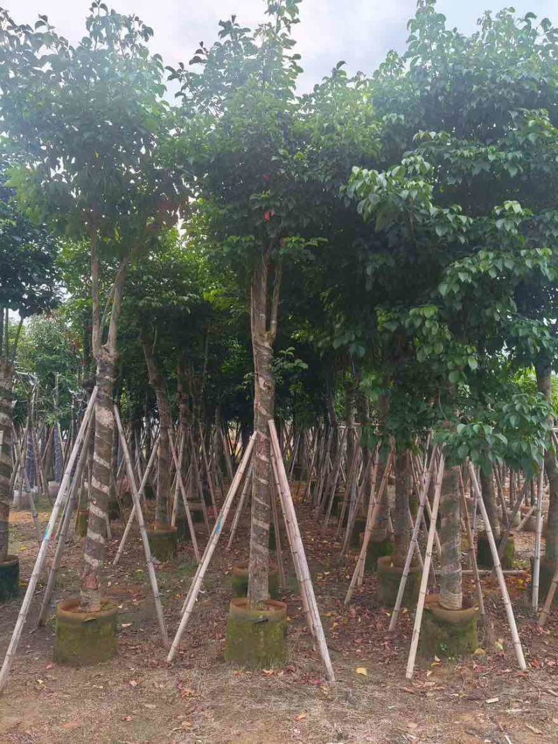 秋枫骨架10-25分，基地直销，大量低价出售