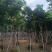秋枫骨架10-25分，基地直销，大量低价出售
