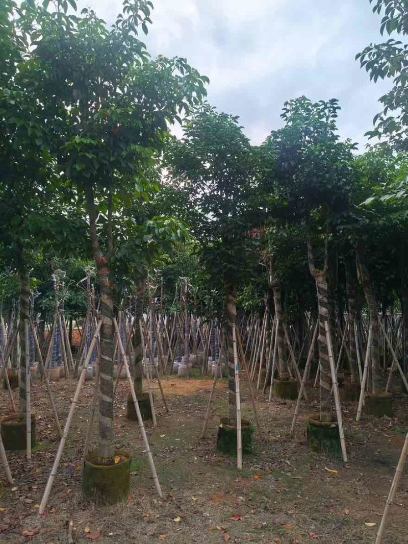 秋枫骨架10-25分，基地直销，大量低价出售