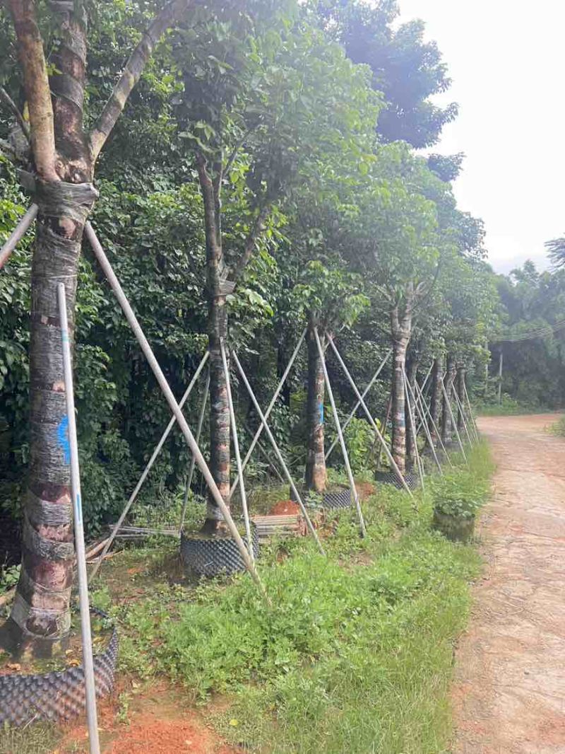 秋枫骨架10-25分，基地直销，大量低价出售