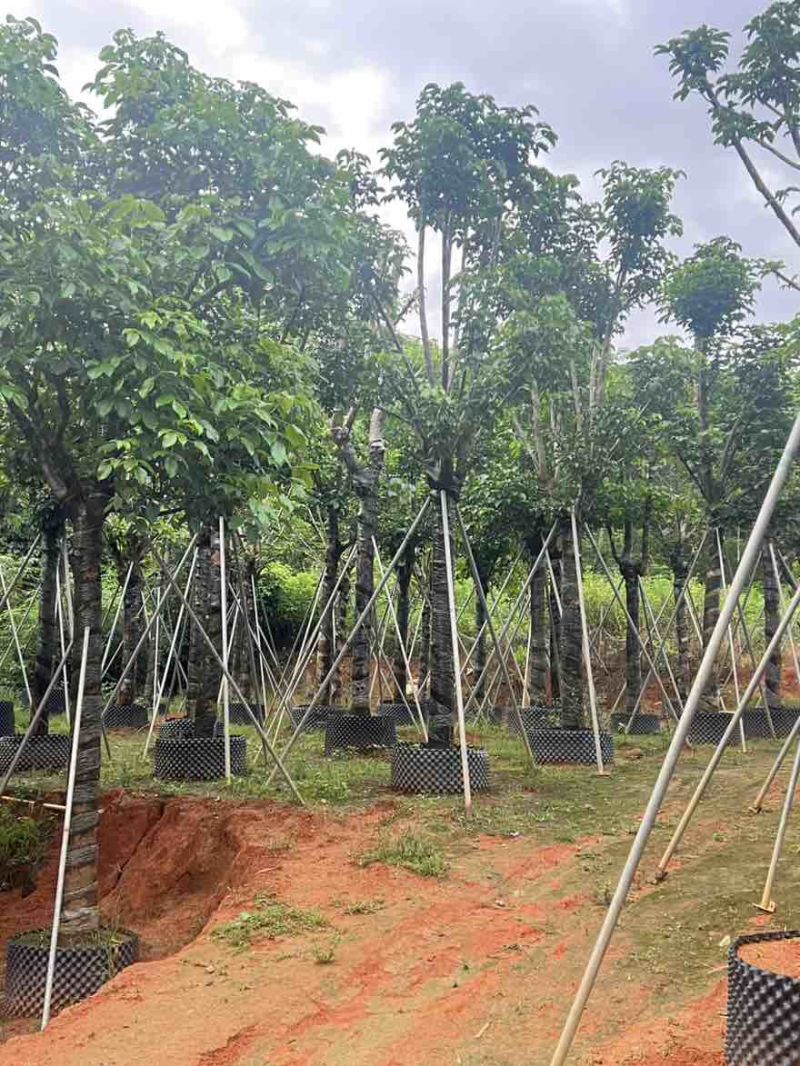 秋枫骨架10-25分，基地直销，大量低价出售