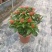 新加坡龙船花20-50高，基地直销，价格优惠，大量现货出售