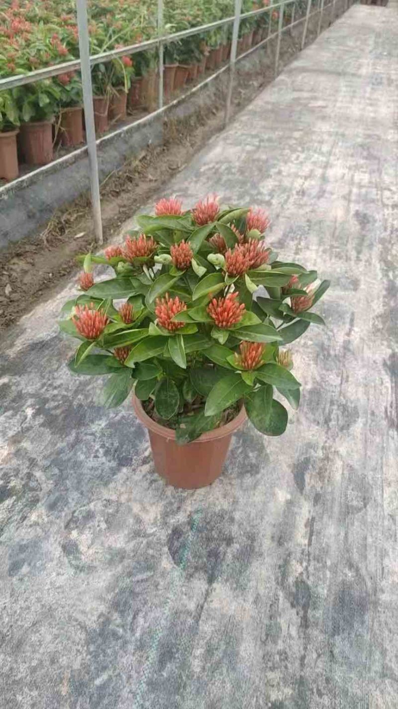 新加坡龙船花20-50高，基地直销，价格优惠，大量现货出售