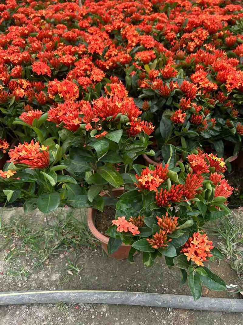 新加坡龙船花20-50高，基地直销，价格优惠，大量现货出售