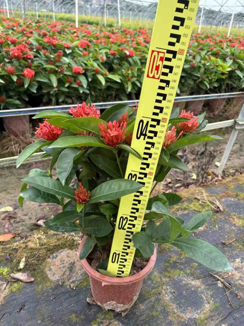 新加坡龙船花20-50高，基地直销，价格优惠，大量现货出售
