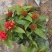 新加坡龙船花20-50高，基地直销，价格优惠，大量现货出售