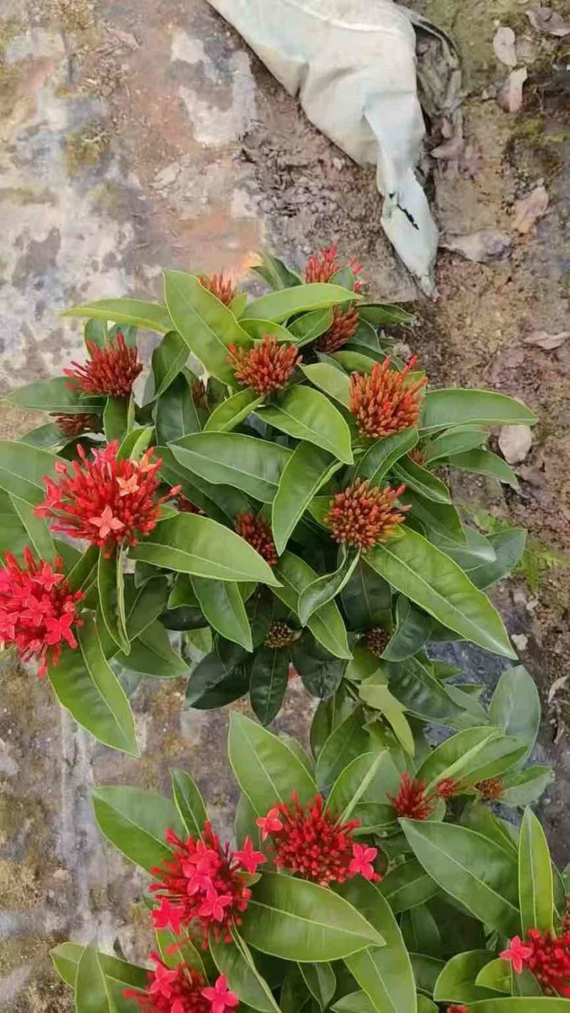 新加坡龙船花20-50高，基地直销，价格优惠，大量现货出售