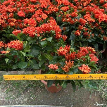 新加坡龙船花20-50高，基地直销，价格优惠，大量现货出售