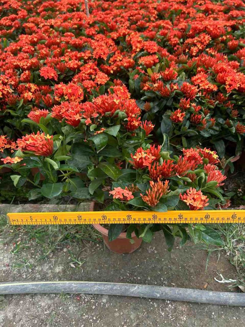 新加坡龙船花20-50高，基地直销，价格优惠，大量现货出售