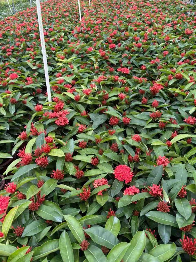 新加坡龙船花20-50高，基地直销，价格优惠，大量现货出售