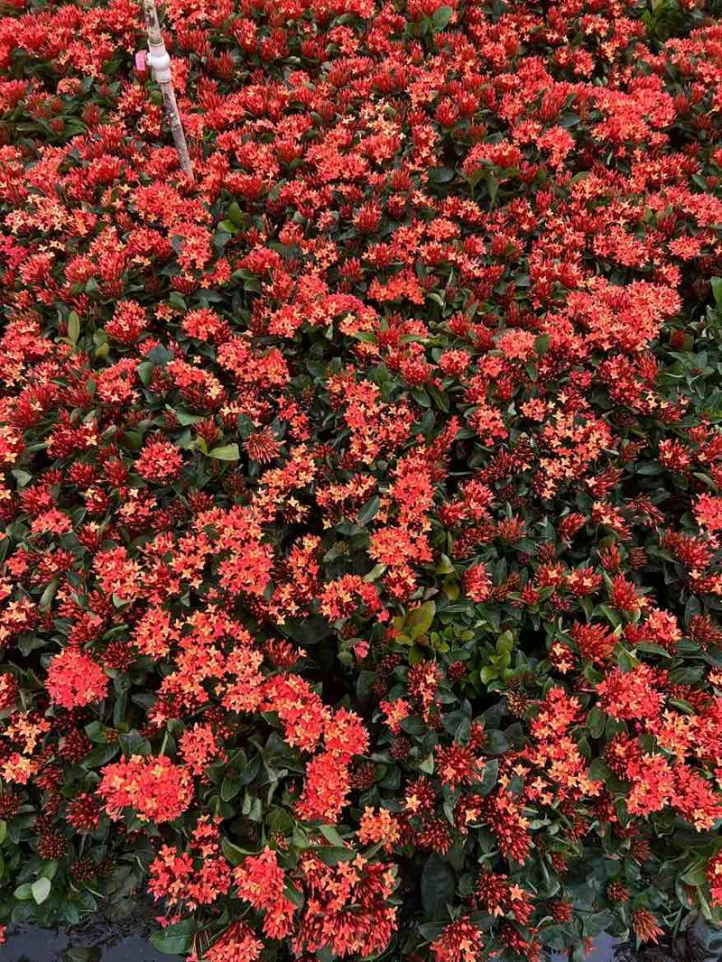 新加坡龙船花20-50高，基地直销，价格优惠，大量现货出售