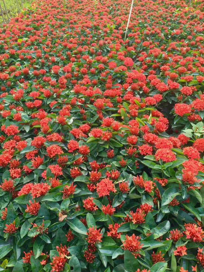 新加坡龙船花20-50高，基地直销，价格优惠，大量现货出售