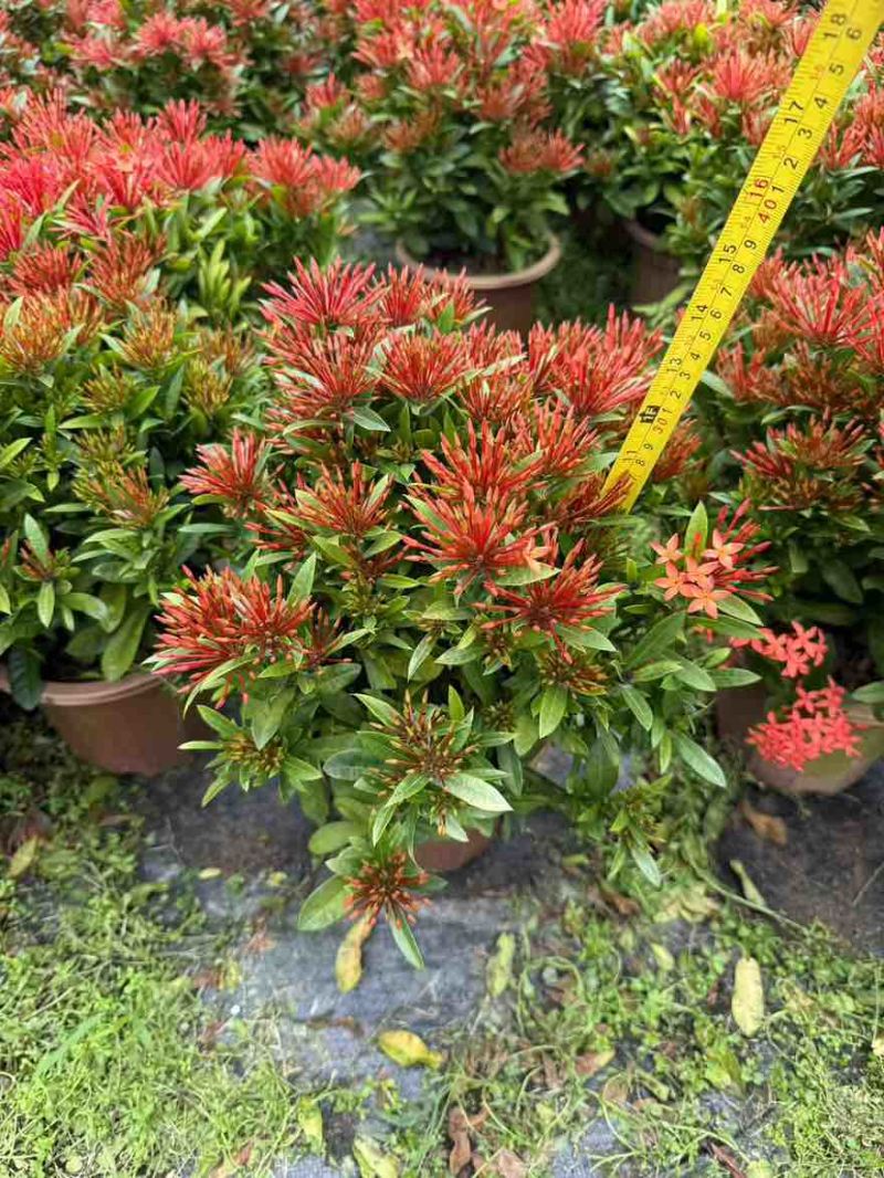 新加坡龙船花20-50高，基地直销，价格优惠，大量现货出售