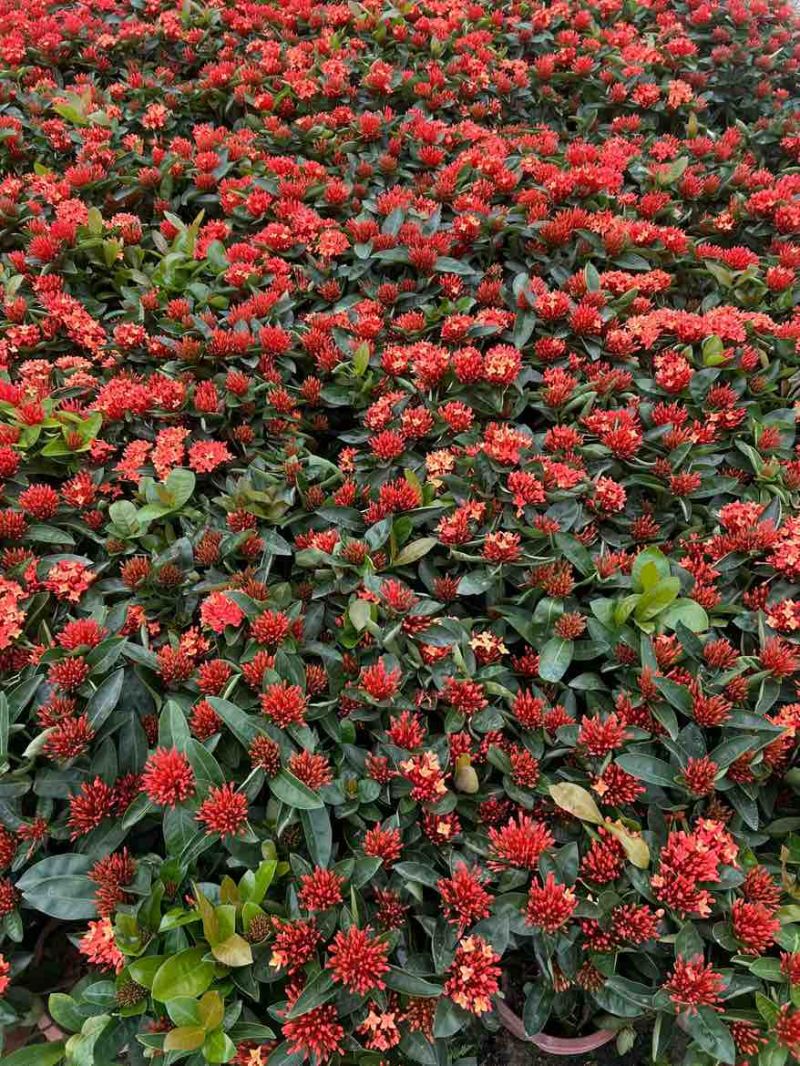 新加坡龙船花20-50高，基地直销，价格优惠，大量现货出售