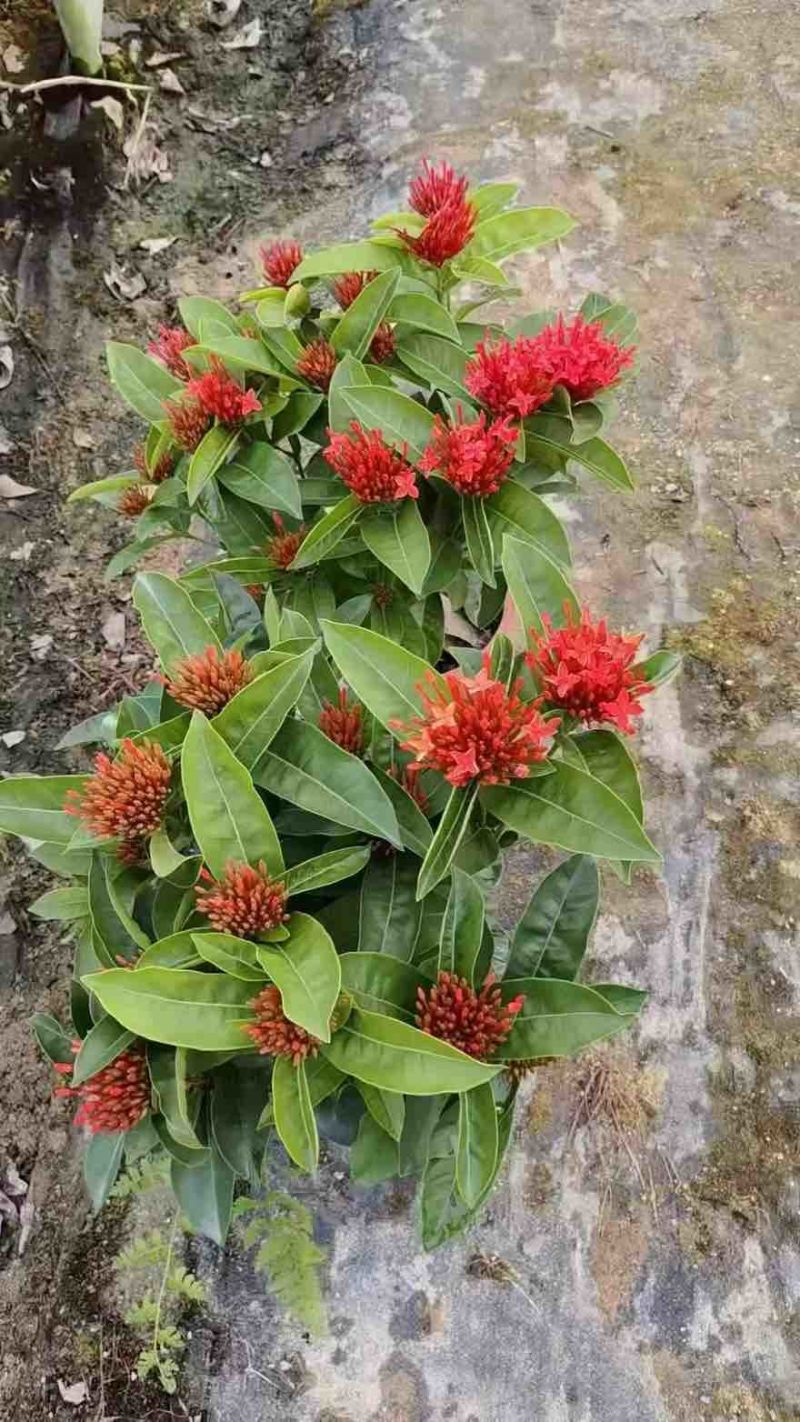 新加坡龙船花20-50高，基地直销，价格优惠，大量现货出售