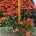 新加坡龙船花20-50高，基地直销，价格优惠，大量现货出售