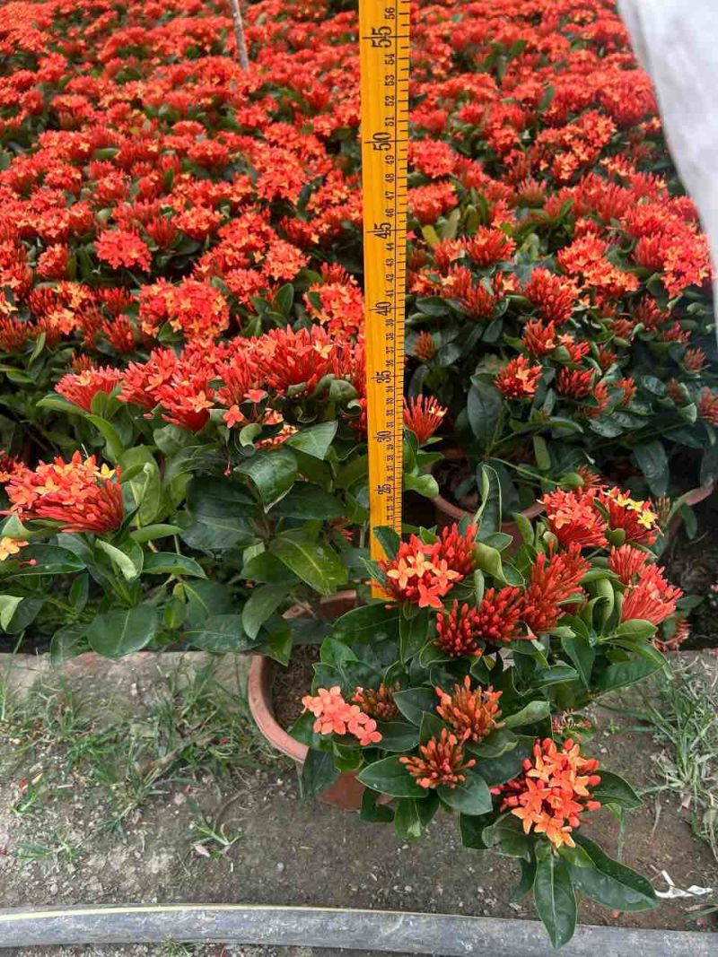 新加坡龙船花20-50高，基地直销，价格优惠，大量现货出售