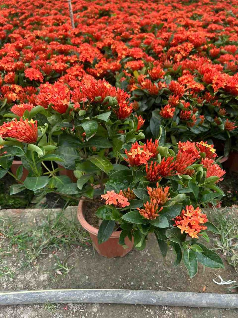 新加坡龙船花20-50高，基地直销，价格优惠，大量现货出售
