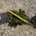 小叶龙船花20-50高，基地直销，价格优惠，大量现货出售