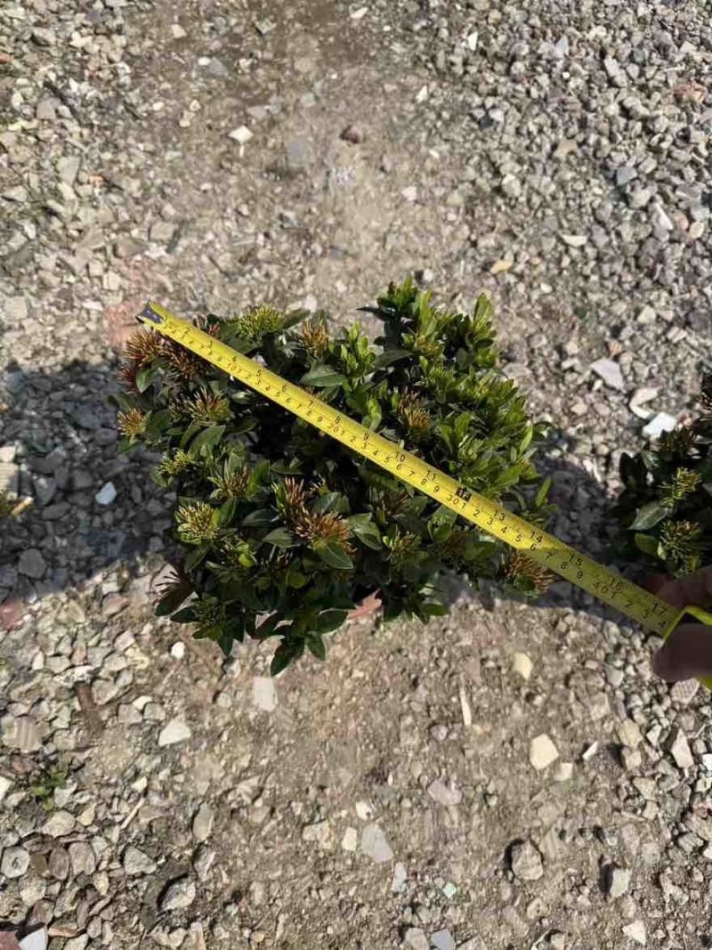 小叶龙船花20-50高，基地直销，价格优惠，大量现货出售