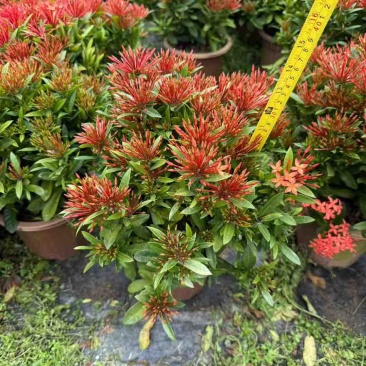 小叶龙船花20-50高，基地直销，价格优惠，大量现货出售