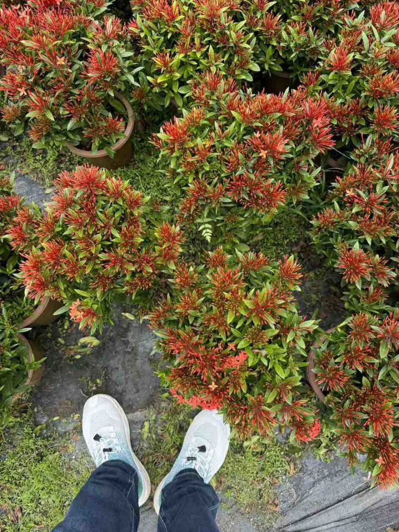 小叶龙船花20-50高，基地直销，价格优惠，大量现货出售