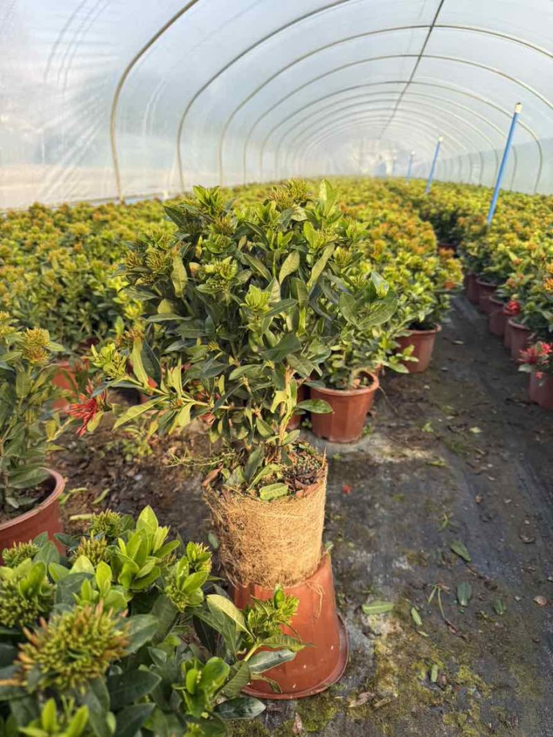 小叶龙船花20-50高，基地直销，价格优惠，大量现货出售