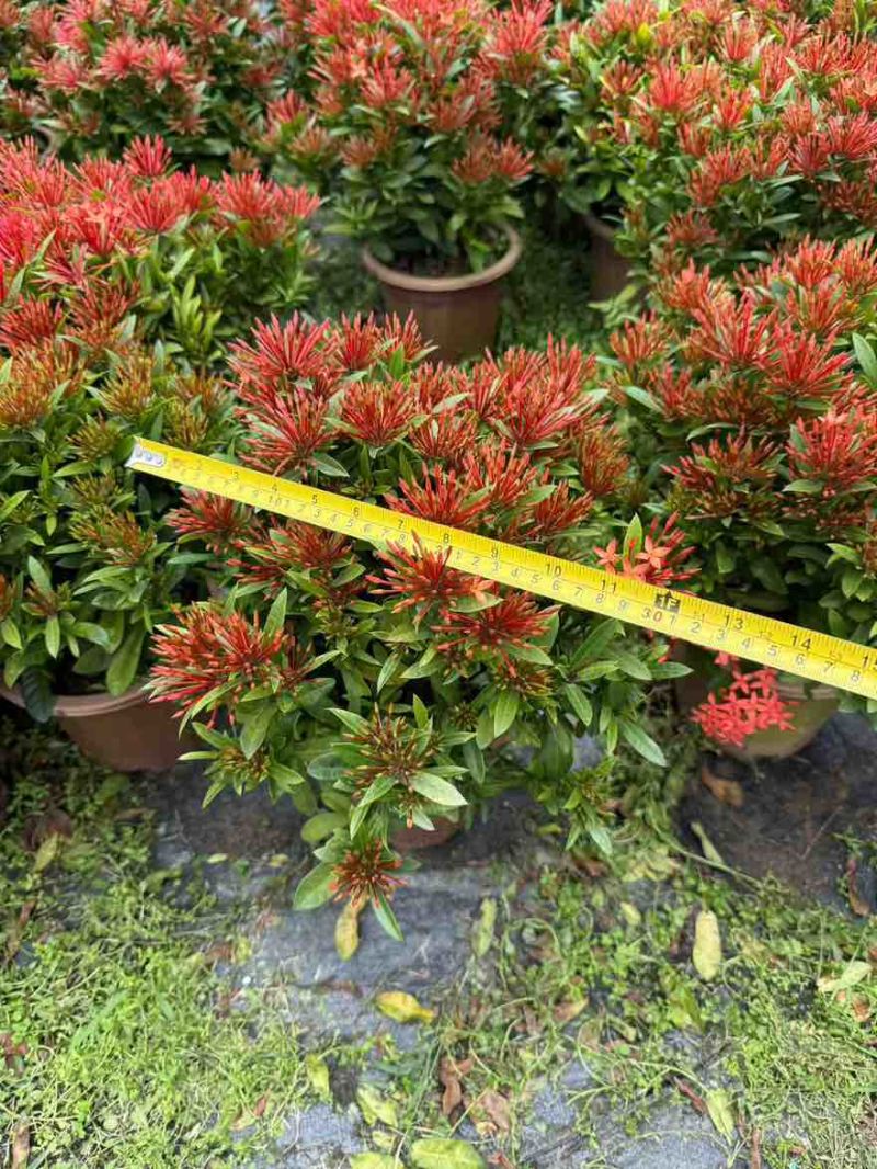小叶龙船花20-50高，基地直销，价格优惠，大量现货出售