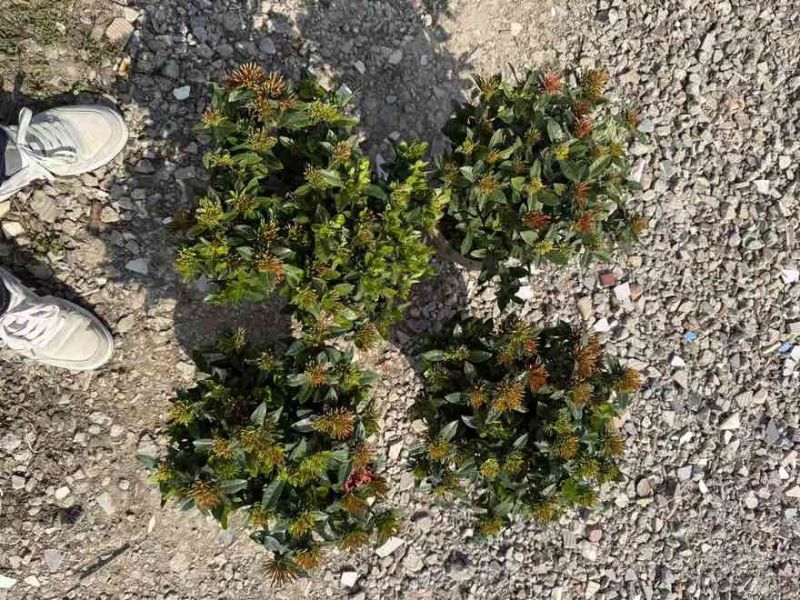 小叶龙船花20-50高，基地直销，价格优惠，大量现货出售