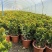 小叶龙船花20-50高，基地直销，价格优惠，大量现货出售